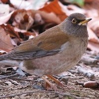 博物館・美術館セミナー「佐賀城公園 冬の野鳥観察」