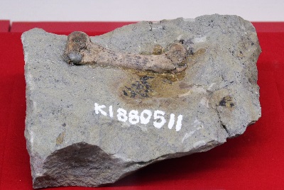 コペプテリクスの大腿骨の化石
