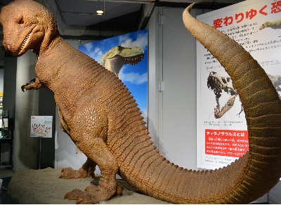 ティラノサウルス生態模型