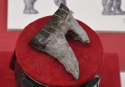 アミノドンの歯の化石