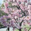 博物館・美術館と佐賀城本丸歴史館の間の桜が咲いています