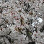 佐賀城公園の桜