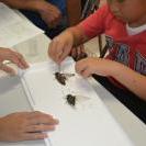 夏休みこどもミュージアム2014体験講座「昆虫標本教室」を開催しました