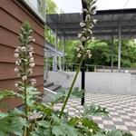 画家たちが愛した花－岡田三郎助アトリエの庭に「アカンサス」が咲きました。