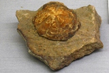 ウニのなかまの化石