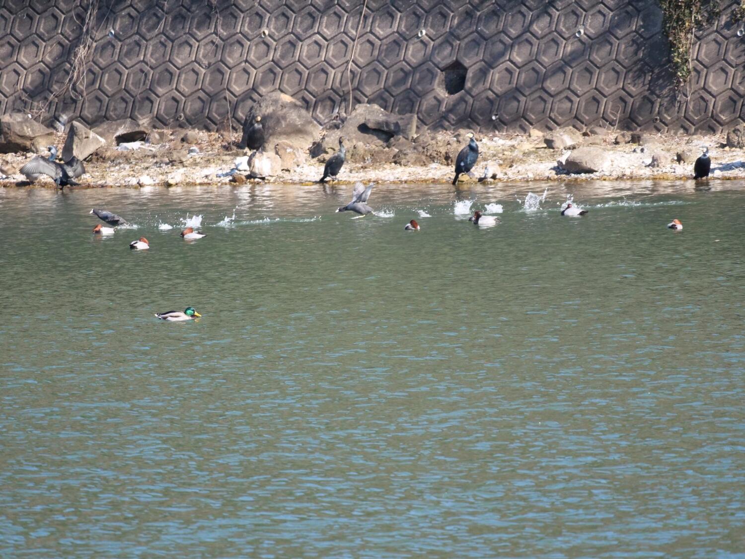 カワウ、オオバン、ホシハジロ、マガモ.jpg