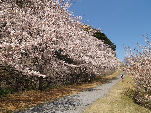 桜が満開のころの名護屋城跡